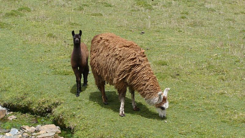 Illampu Trek Steves (32).JPG